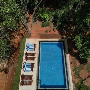 Isanka Lion , Sigiriya Sri Lanka